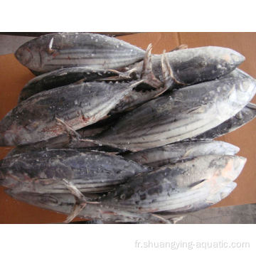Fish frais entier gelé 300-500G 500-700G Skipjack Tuna